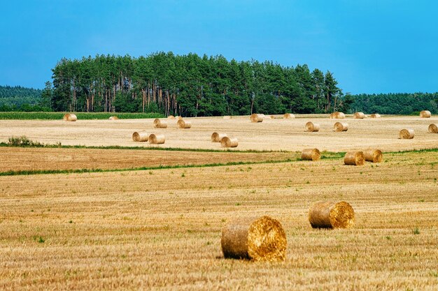 Photo scenery with hay piles at the field in poland