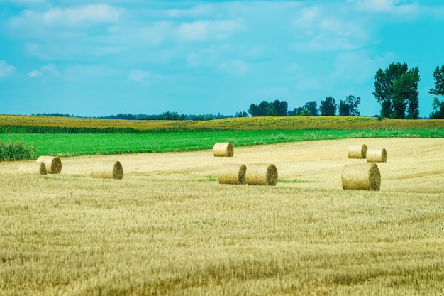 Photo scenery with hay piles in the field in poland