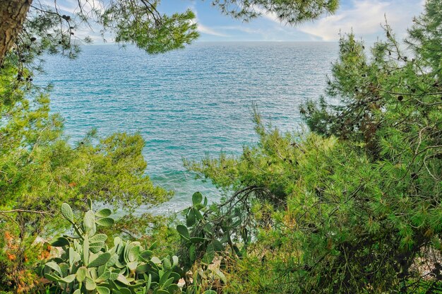 Scenery with sea and trees