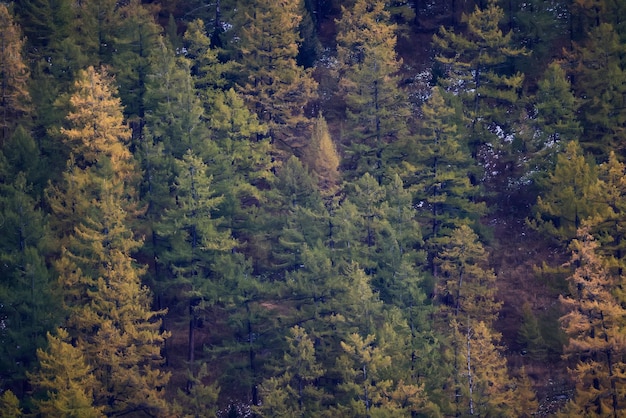 풍경 노란 낙엽송 아름다운 가을 숲, 생태 기후 변화
