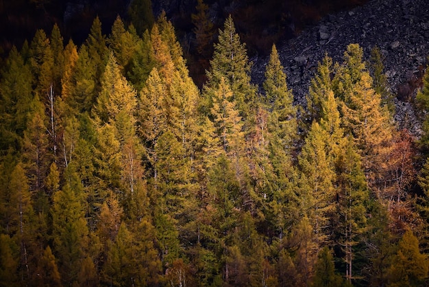 scenery yellow larch beautiful autumn forest, ecology climate change