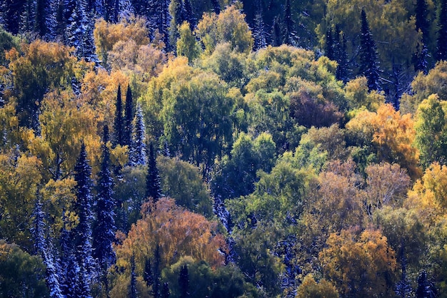 scenery yellow larch beautiful autumn forest, ecology climate change