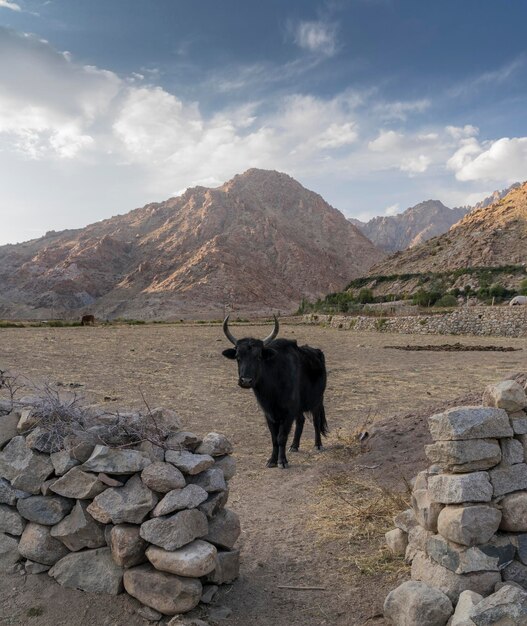 Foto scene di trekking intorno al ladakh nell'india settentrionale