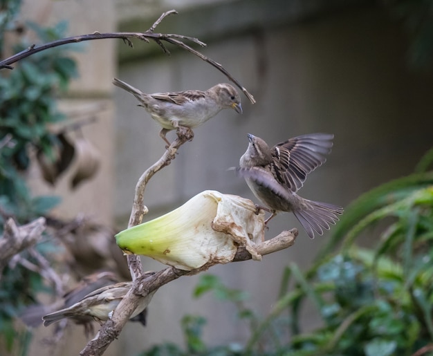 scenes of sparrows showing fights