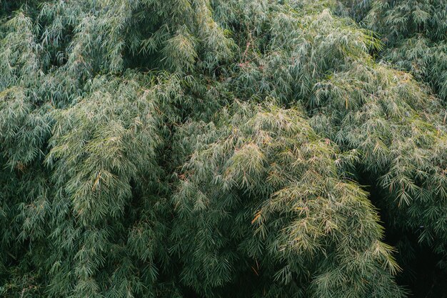 Scenic aesthetic bamboo forest background