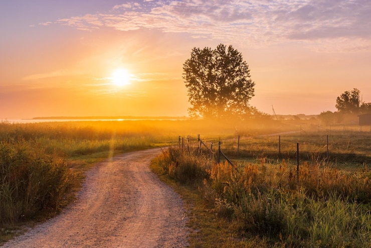 Photo scenic alley in the field at sunrise against the baltic sea coast