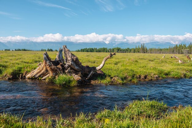 Scenic alpine landscape with beautiful old snag in creek with clear water against forest and large snowy mountain range in low clouds in bright sun under blue sky Old tree root in brook in sunny day