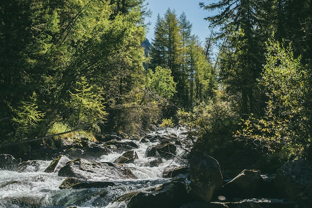 Scenic alpine landscape with powerful mountain river in wild forest in sunshine. Vivid autumn scenery with beautiful river among trees and thickets in sunny day. Splashes on rapids of turbulent river.