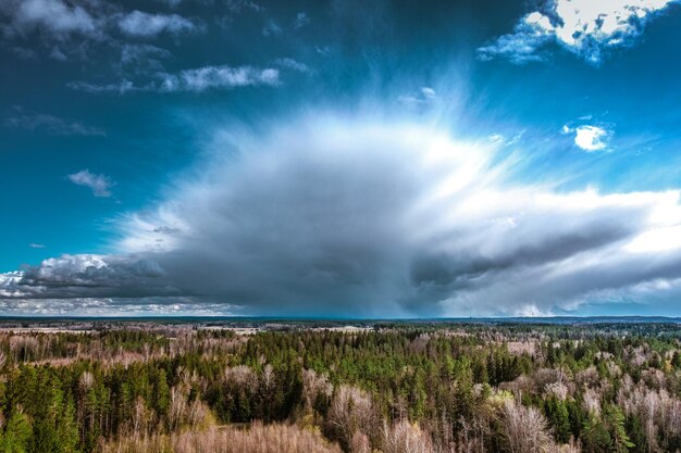 写真 天空を背景にした森の景色