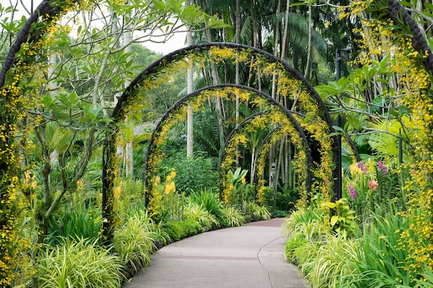 Scenic artificial arcs with many yellow orchid flowers in famous Singapore Botanical Garden