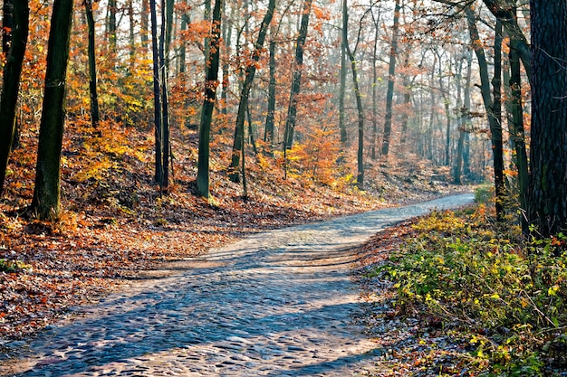 Scenic autumn forest road at sunny day