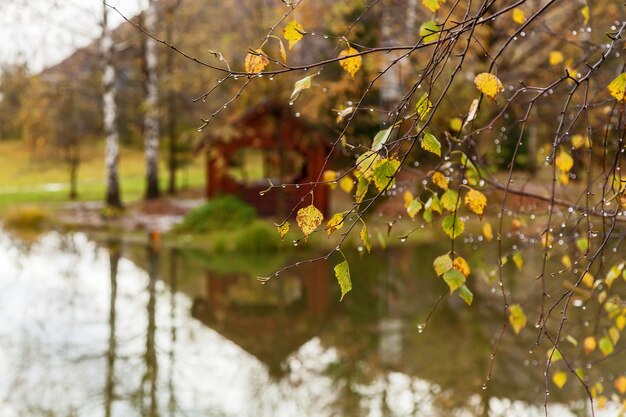 曇りの日の川の近くの森の風光明媚な秋の風景色とりどりの葉、水の近くの秋の風景