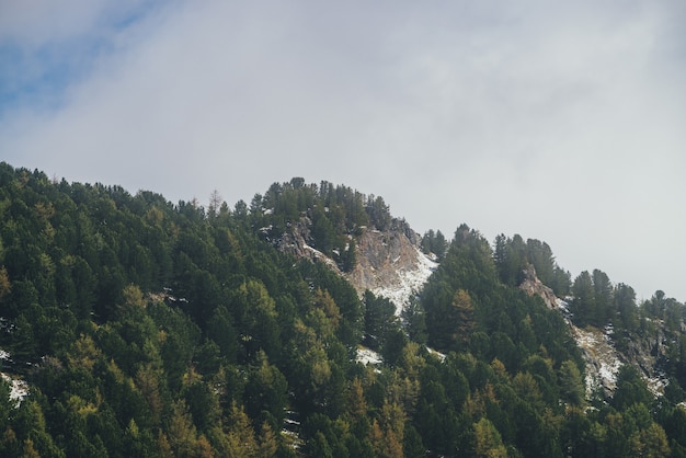 Scenic paesaggio autunnale con rocce taglienti sulla montagna della foresta in nuvole basse. bellissimo scenario alpino con picco di montagna rocciosa con neve e alberi di conifere sotto il cielo nuvoloso. larici gialli in autunno.