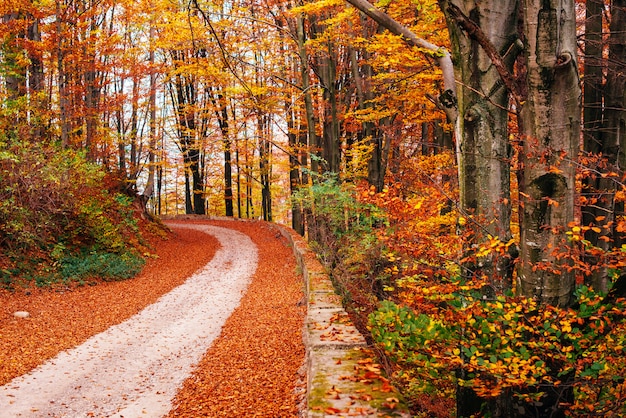 Scenic Autumn Landscape