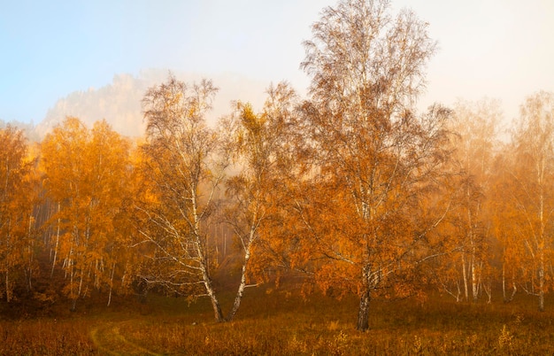 Vista panoramica autunnale foresta di betulle al mattino