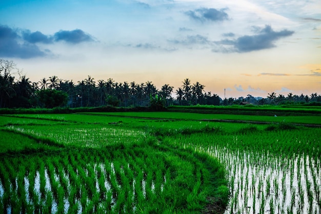 Scenic cloudy sky over rice fields terraces rural landscape\
background bali indonesia