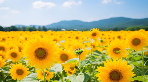 A scenic countryside with fields of blooming sunflowers