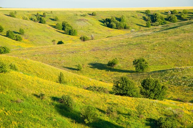 Scenic farmlands landscape with lush green pasture hills and golden canola in bloom