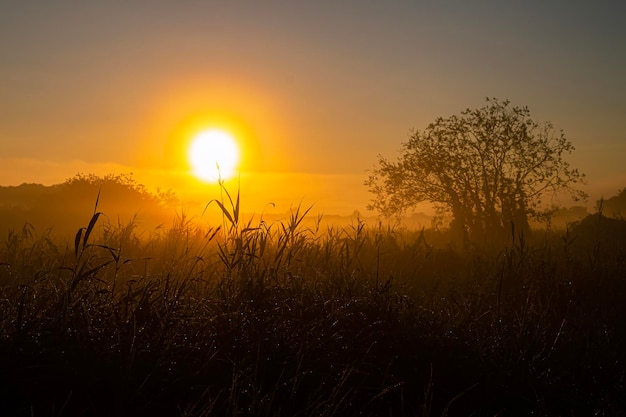 Photo scenic foggy view of sunrise over field