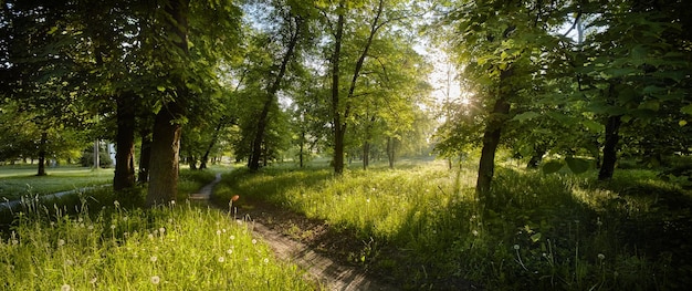 Foto foresta scenica di alberi decidui con cielo azzurro e il sole splendente che illumina la vibrante vista panoramica del fogliame verde