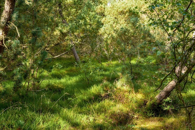 Живописный лес из свежих зеленых лиственных деревьев в солнечный день с зеленой травой и листвой Детальный вид на знаменитый насыщенный хвойный лес весной Обильный пышный лес летом