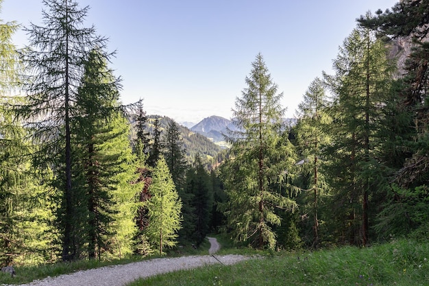 Scenic forest path in the Italian Alps on a sunny morning