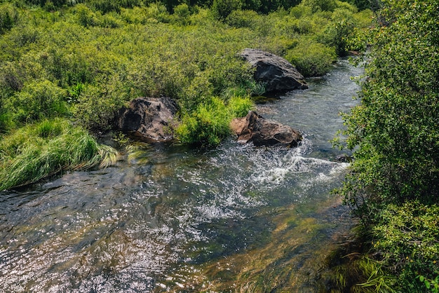 Scenic green landscape with algae in clear water of mountain stream. Green nature background with water plants in transparent water stream among lush vegetations. Underwater grass in mountain brook.