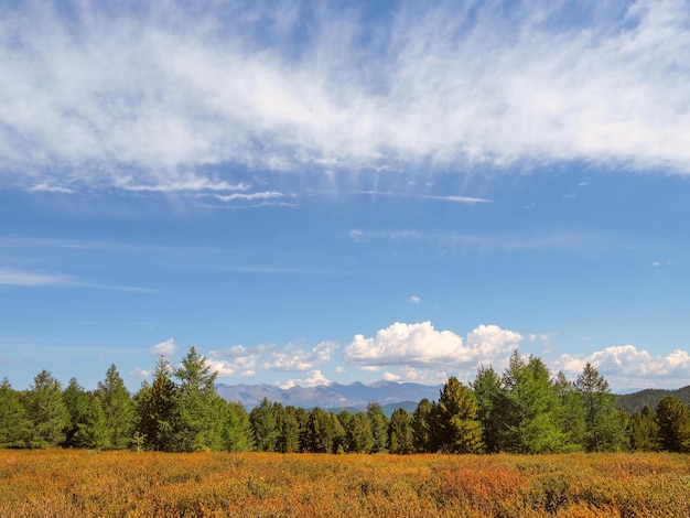 Scenic green landscape with sunlit summer dwarf birch hill\
under clouds in blue sky colorful alpine scenery with grass and\
flowers in sunlight at changeable weather