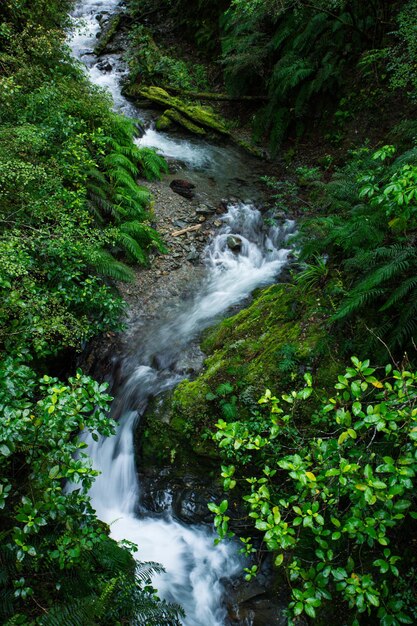 Scenic high angle view of stream flowing in forest