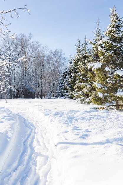 Immagine panoramica di alberi di abete rosso durante l'inverno