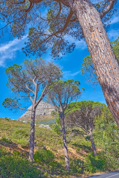 Scenic landscape of Lions Head at Table Mountain National Park in Cape Town South Africa against a blue sky background with trees growing around Panoramic of an iconic and famous natural landmark