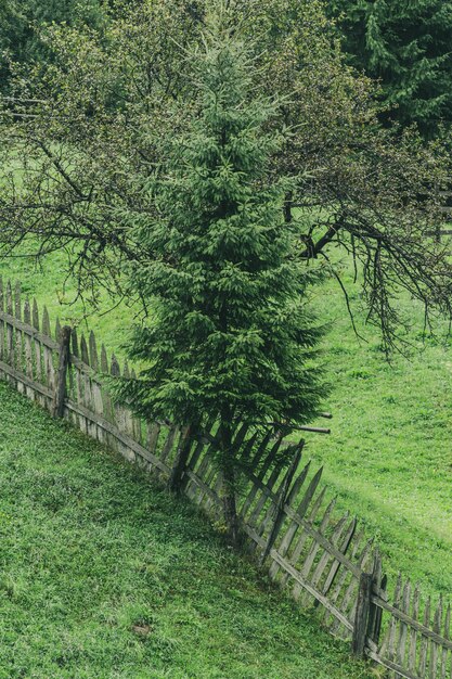 Scenic landscape in nature, forest and hill.