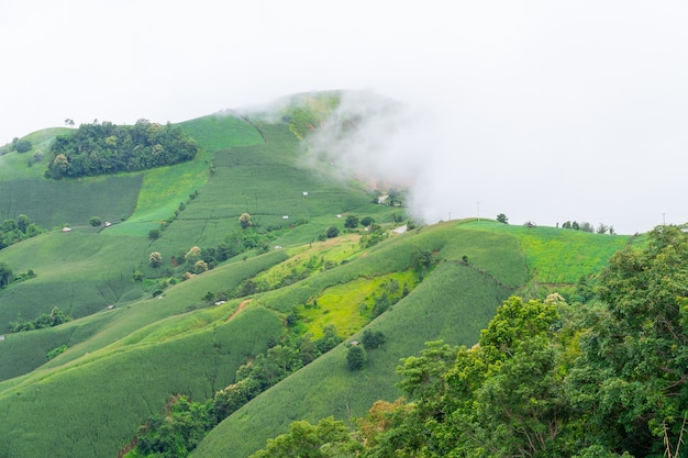 写真 タイの丘の上に霧のある農地の風光明媚な風景