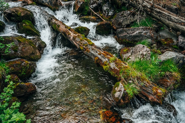 Scenic landscape to wild beautiful flora on small river in woods on mountainside. Mossy fallen tree trunk and boulders with mosses in clear spring water. Forest scenery to cascades in mountain creek.