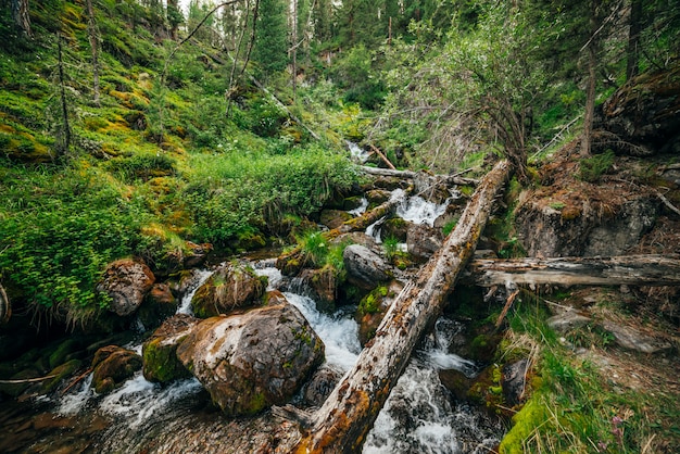 Scenic landscape to wild beautiful flora on small river in\
woods on mountainside. mossy fallen tree trunks and boulders with\
mosses in clear spring water. forest scenery to cascades in\
mountain creek.