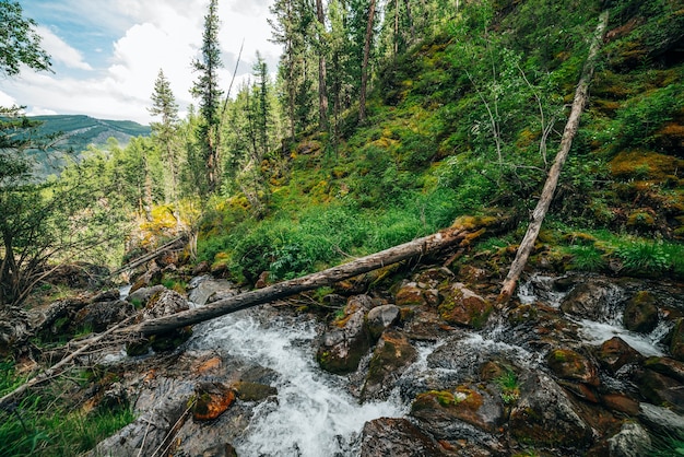 Scenic landscape to wild beautiful flora on small river in woods on mountainside.