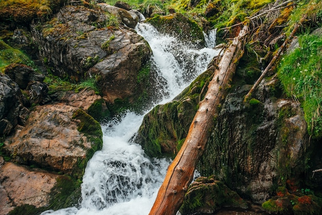 Scenic landscape with beautiful waterfall in forest among rich
vegetation. atmospheric woody scenery with fallen tree trunk in
mountain creek. spring water among wild plants and mosses on
rocks.