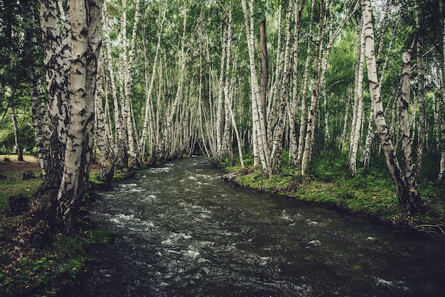 Scenic landscape with small river in birch grove in vintage tones. Atmospheric forest scenery with green mountain river with transparent water and stony bottom. Clear water in beautiful mountain brook