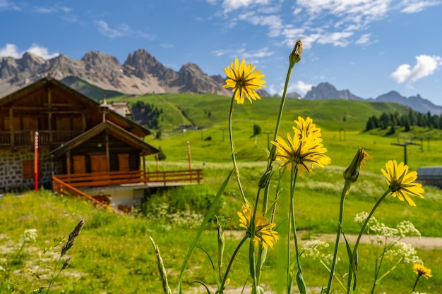 Scenic landscape with wooden house and wildflower