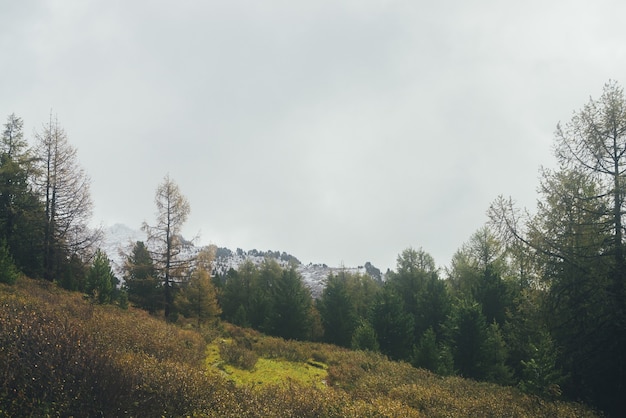 Scenic landscape with yellow larch among coniferous trees and autumn flora on hillside with view to snow-covered mountain in low clouds. Beautiful scenery with highland forest and mountain with snow.