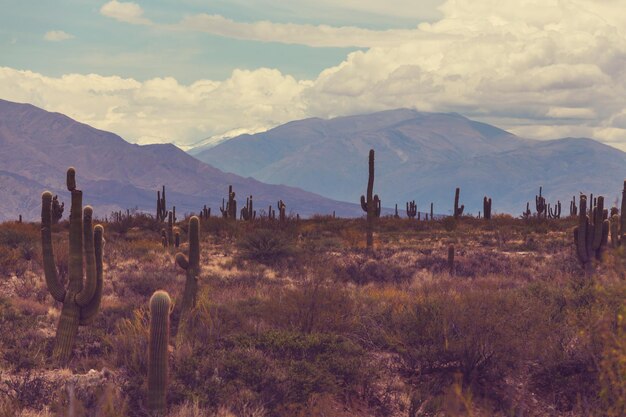 Scenic landscapes of Northern Argentina