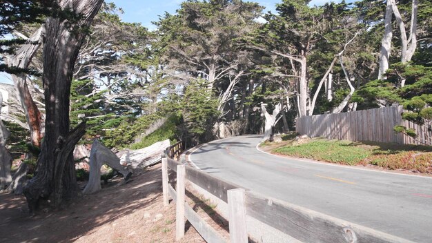 ヒノキの木の森を通る風光明媚なマイルドライブモントレーカリフォルニアロードトリップ