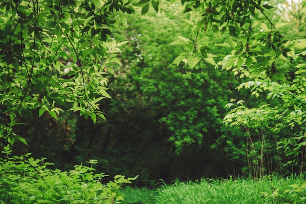 Scenic sfondo verde naturale in sfocatura dietro vividi boschetti alla luce del sole.
