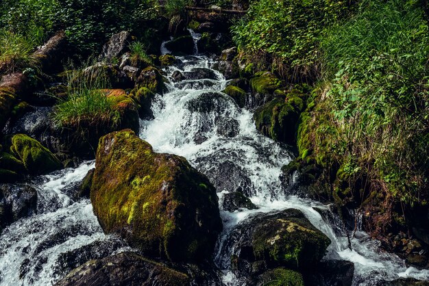 Scenic paesaggio naturale con belle cascate di torrente di montagna tra boschetti lussureggianti nella foresta