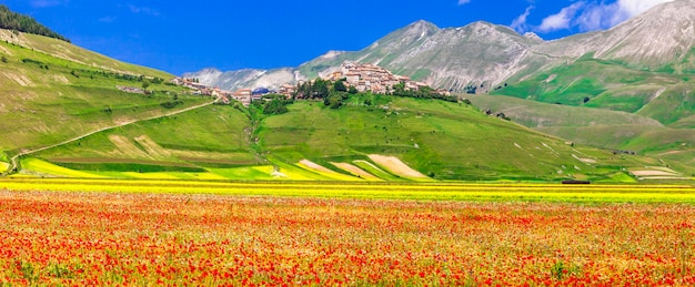 写真 イタリアの風光明媚な-カステッルッチョディノルチャ、咲く牧草地。ウンブリア