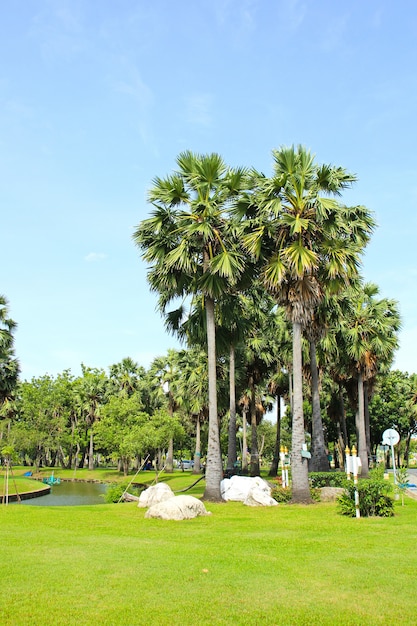 Photo scenic palm tree in afternoon daylight