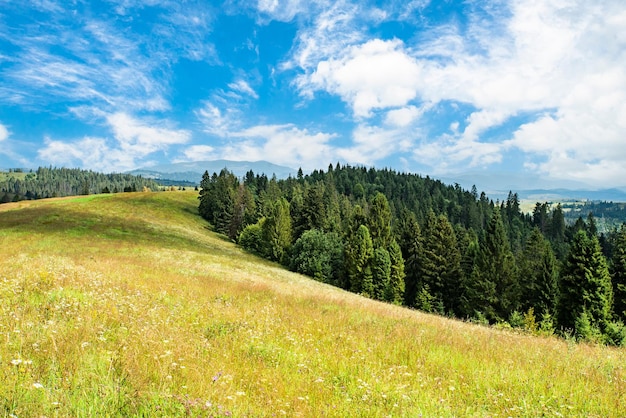 春の青空と雲のある美しい晴れた日に、針葉樹林のある山頂を背景に、丘の上に咲く牧草地のあるのどかな丘の風光明媚なパノラマビュー