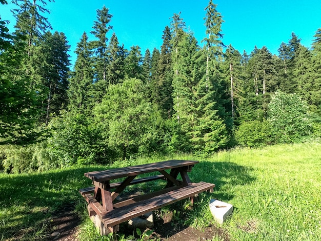 Scenic place for relaxation with wooden bench in forest