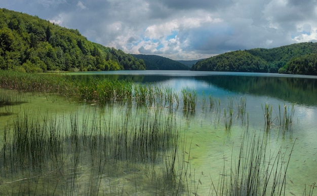scenic shot of reflection of plants in calm lake