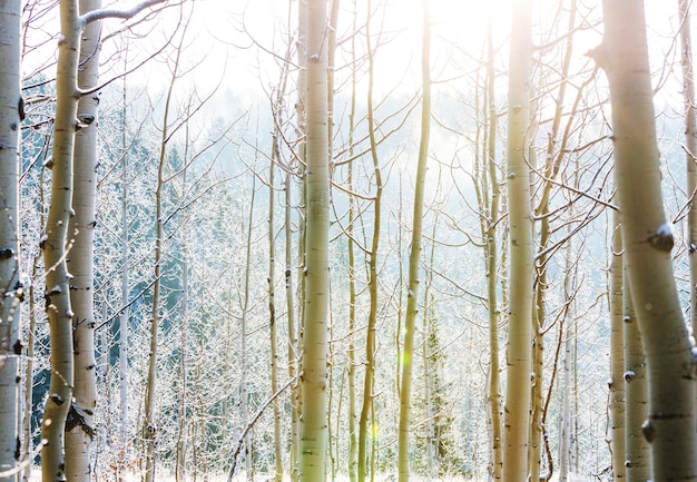 写真 冬の風光明媚な雪に覆われた森。クリスマスの背景に適しています。